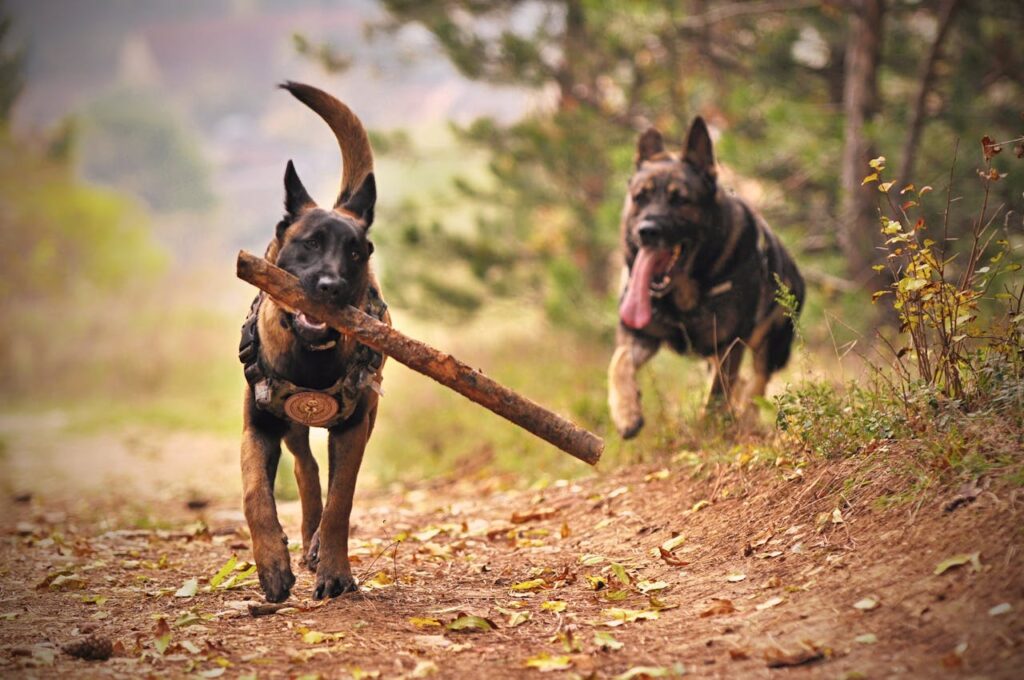 Two dogs walking a hiking trail