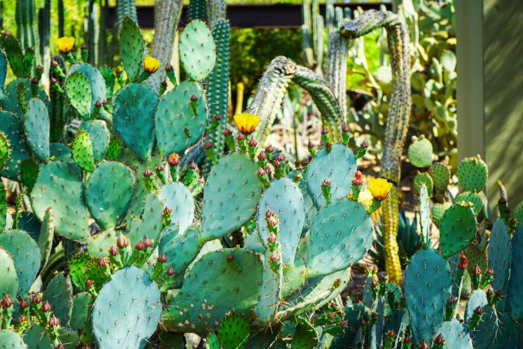 View of a cactus plant